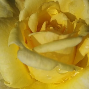 Онлайн магазин за рози - парк – храст роза - жълт - Pоза Апаш - интензивен аромат - Гордън Ж.Фон Абрамс - Красиво оформени,заострени цветове,с кремаво-жълти,розови петна.
